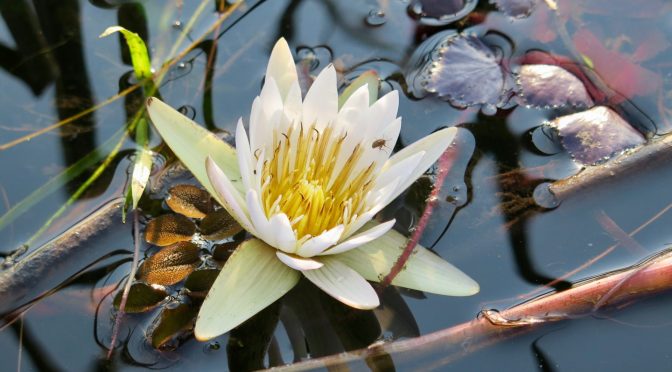 Jedna jaskółka czyni wiosnę